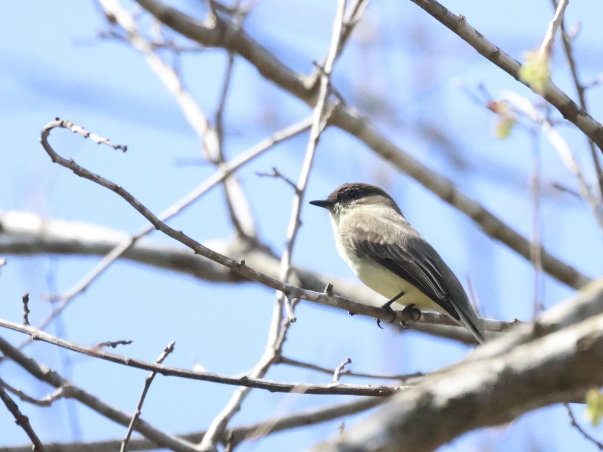 Eastern Phoebe - ML632873914