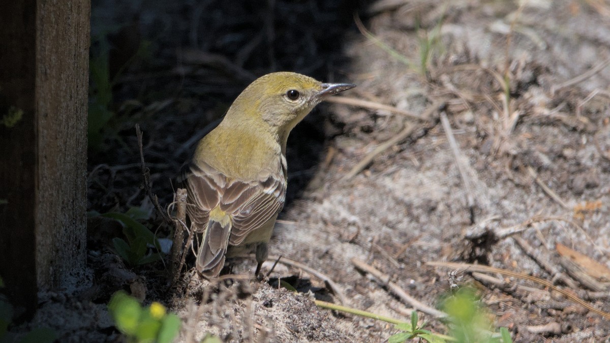 Pine Warbler - ML632874119