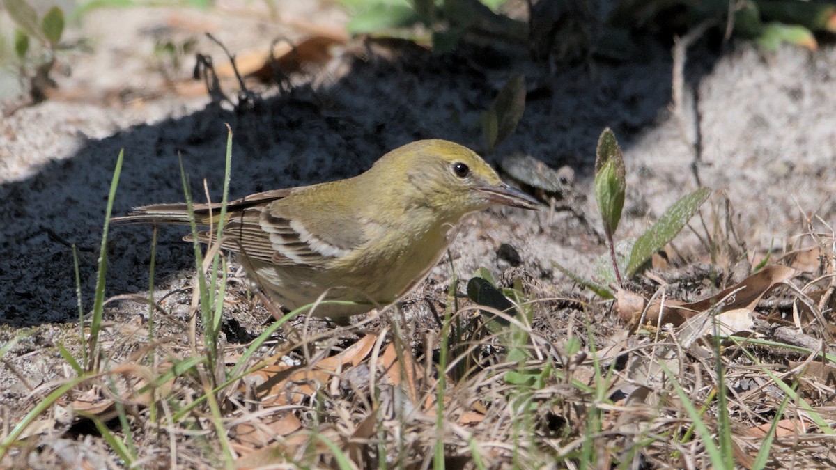 Pine Warbler - ML632874120