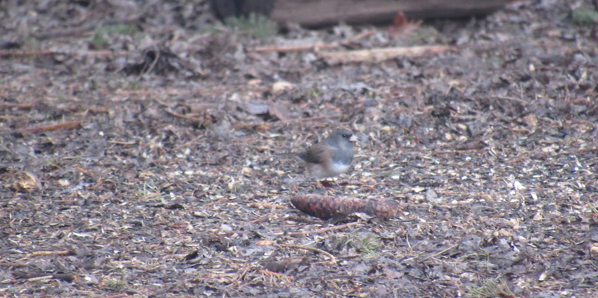 Dark-eyed Junco (Oregon) - ML632874189