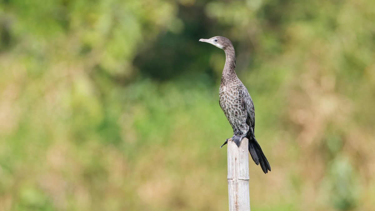 Little Cormorant - ML632874359
