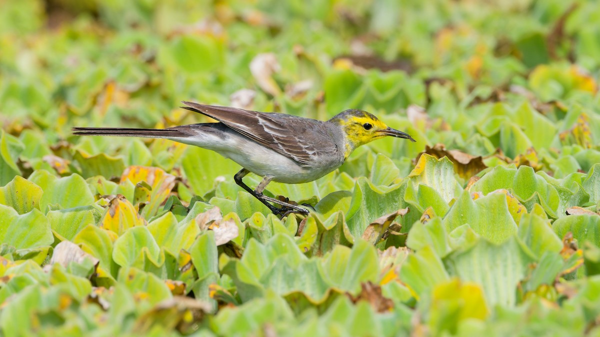 黃頭鶺鴒 - ML632874394