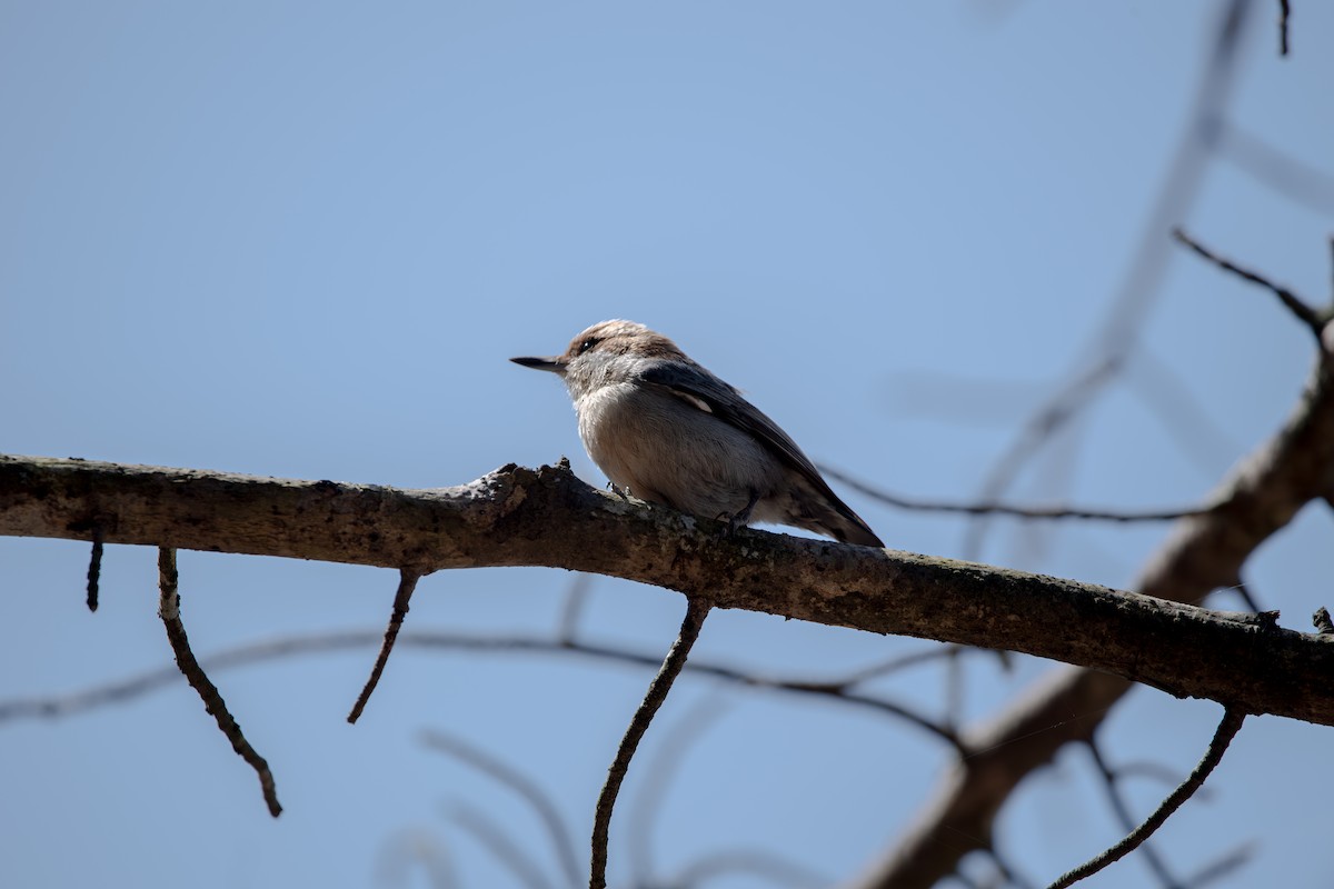 Brown-headed Nuthatch - ML632874404