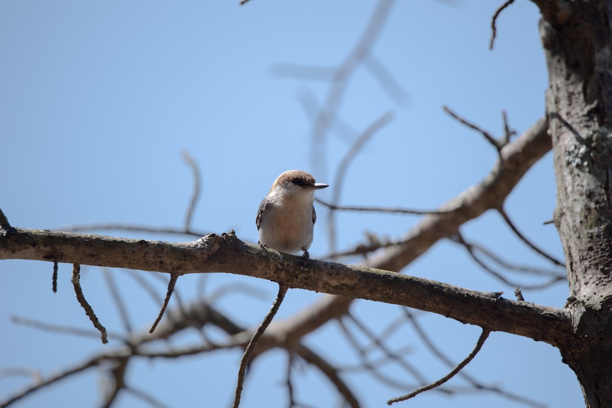 Brown-headed Nuthatch - ML632874405