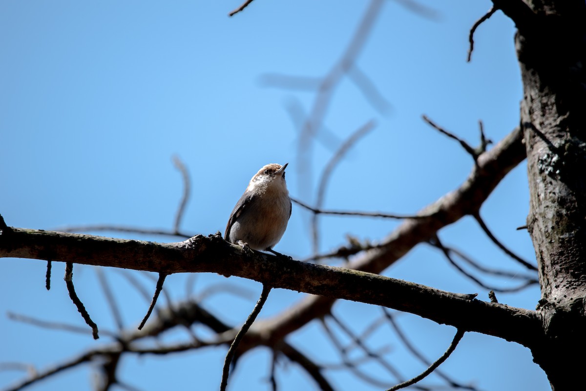 Brown-headed Nuthatch - ML632874406