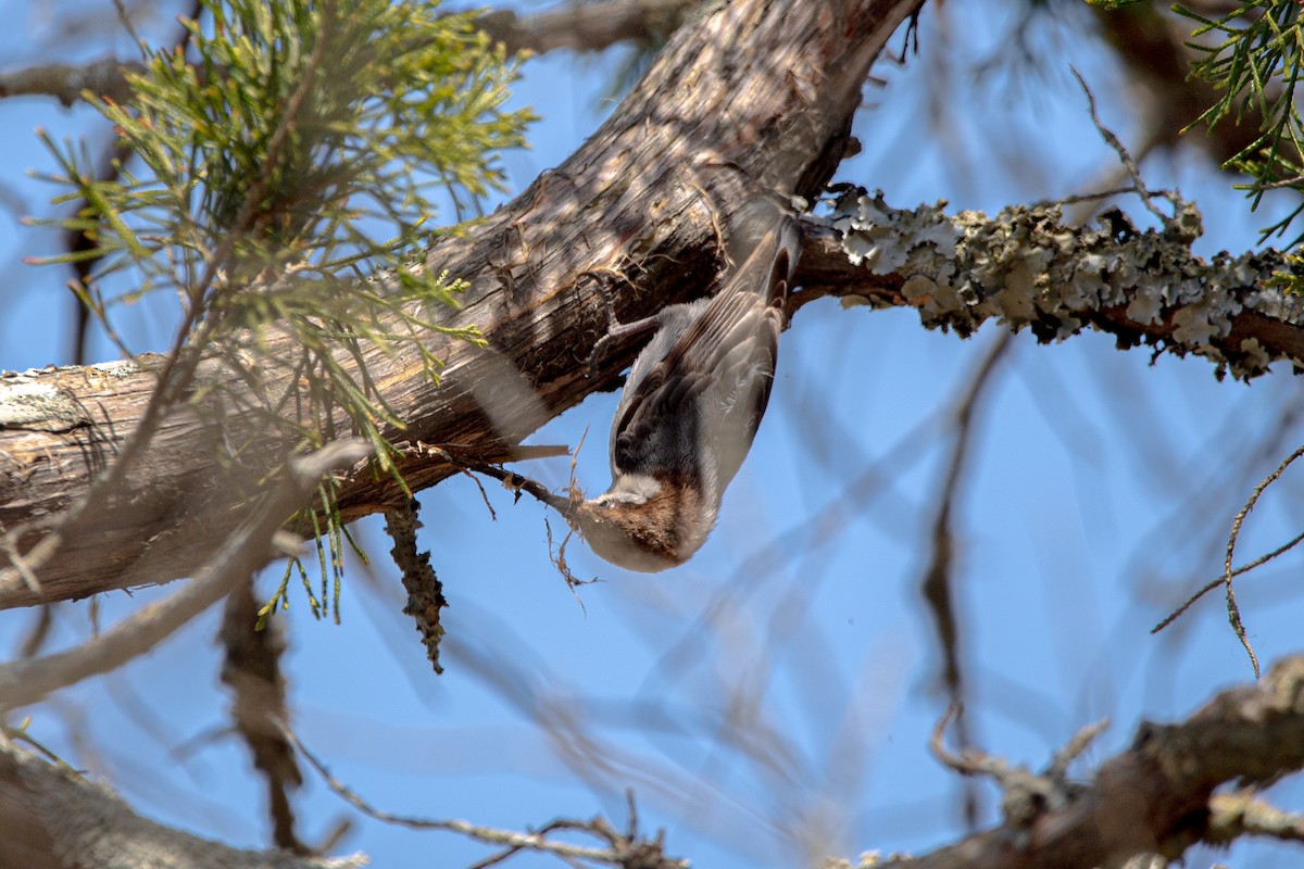 Brown-headed Nuthatch - ML632874433