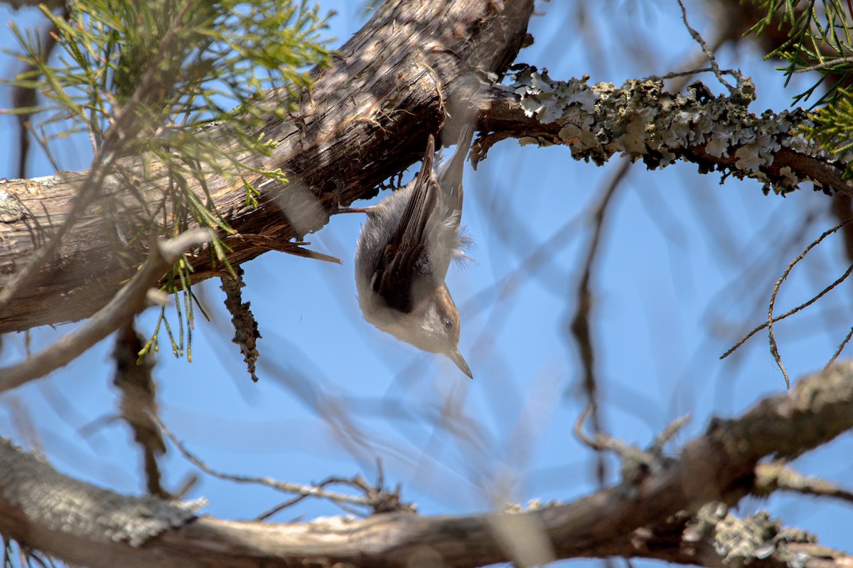 Brown-headed Nuthatch - ML632874434