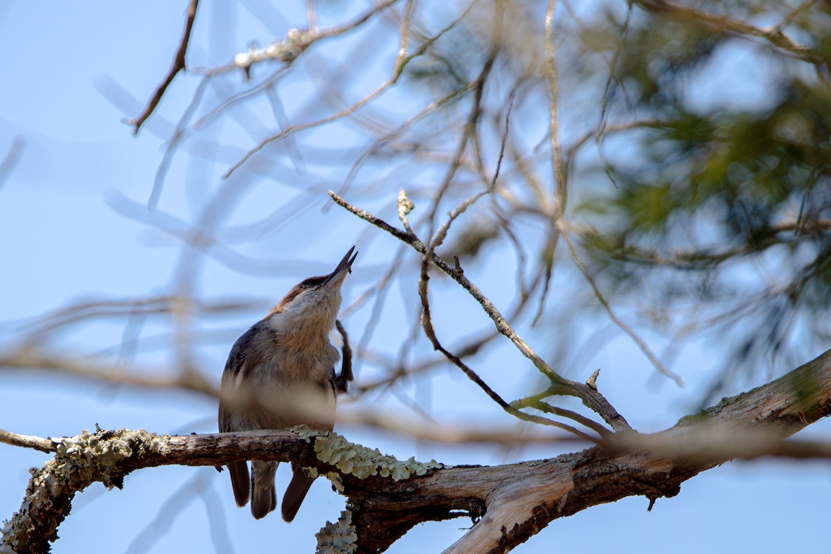 Brown-headed Nuthatch - ML632874455