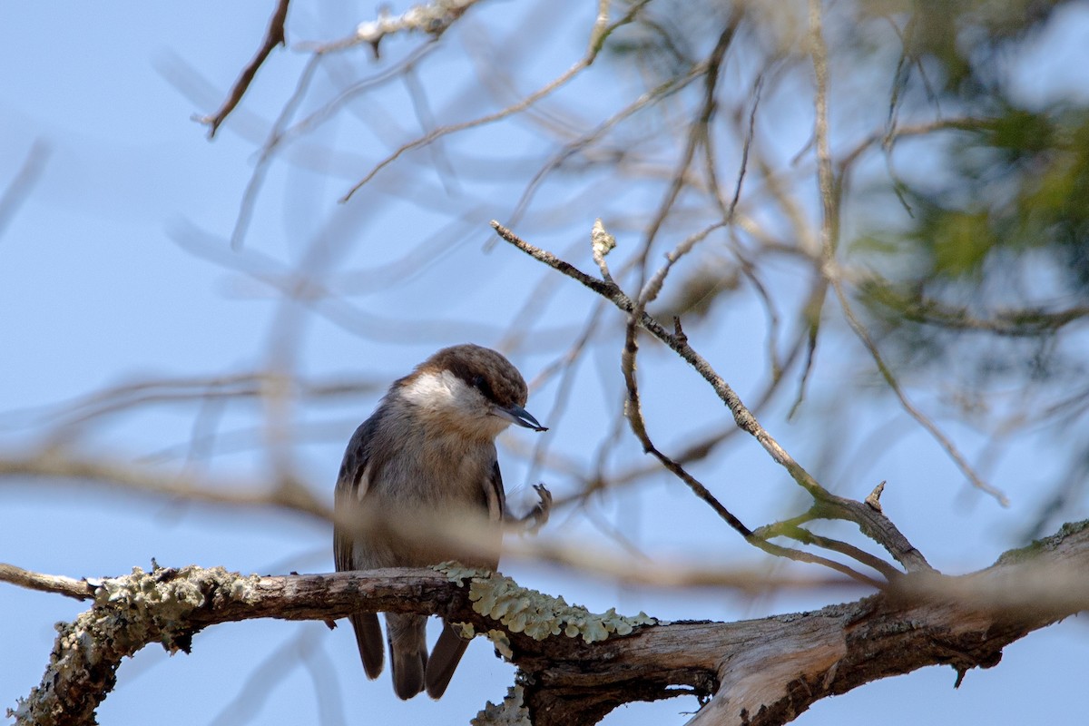 Brown-headed Nuthatch - ML632874456