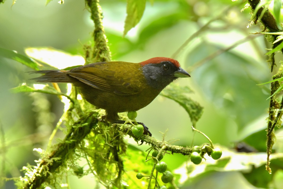 Olive Finch - ML632874461