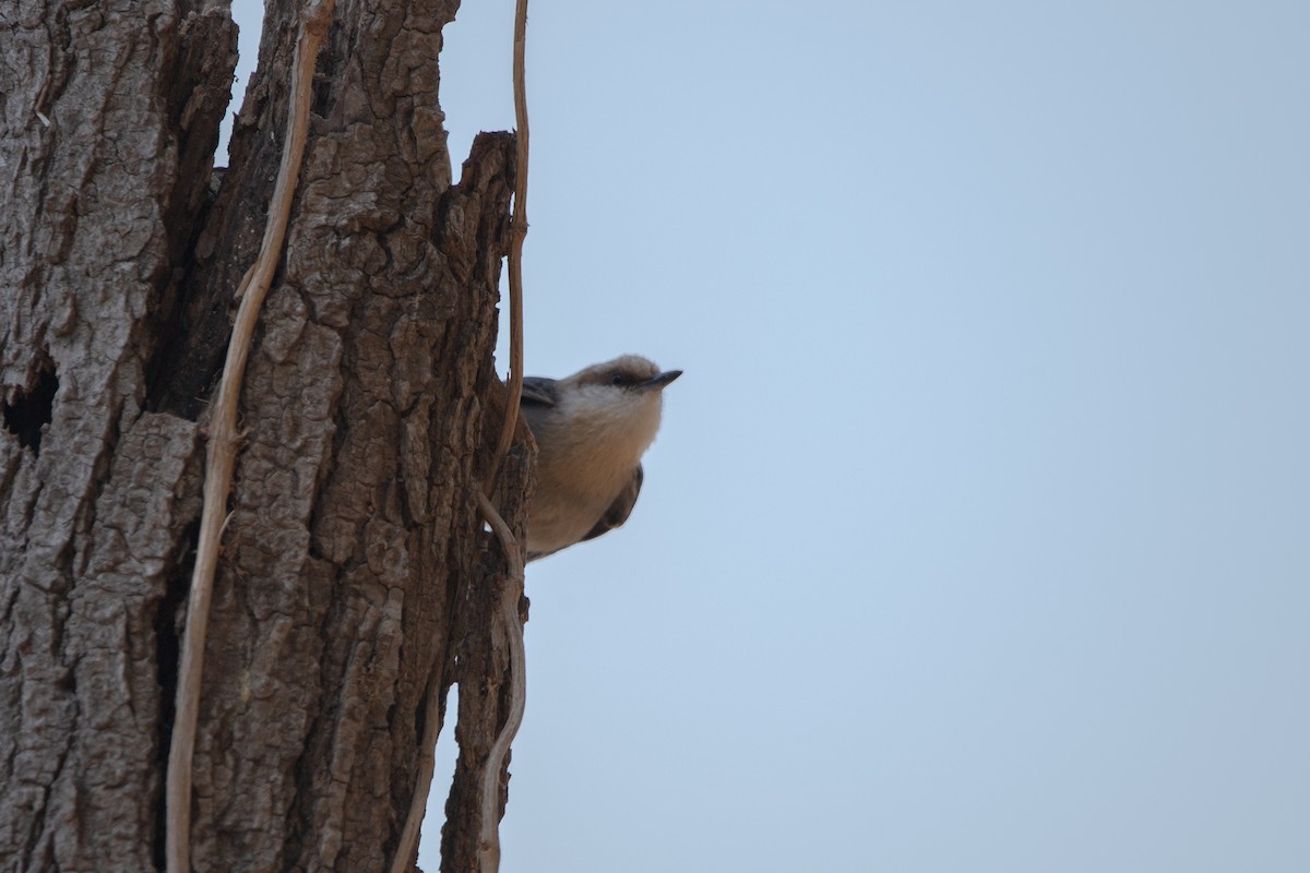 Brown-headed Nuthatch - ML632874476
