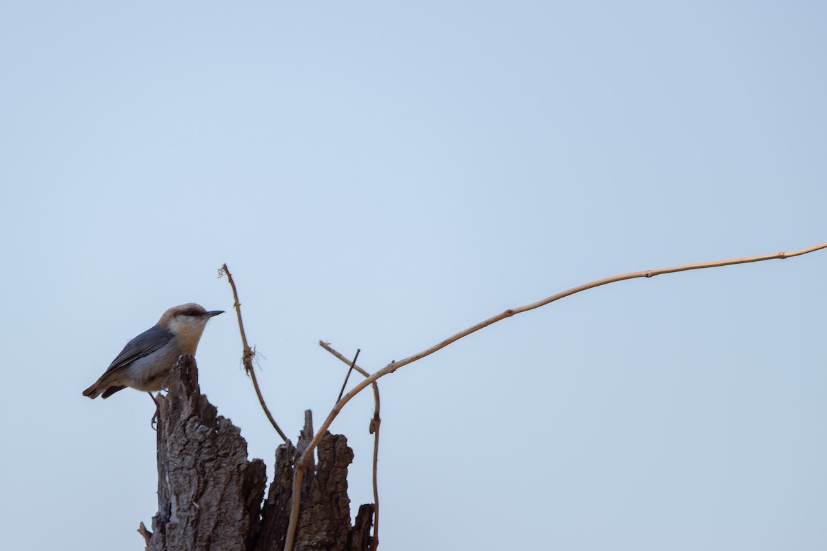 Brown-headed Nuthatch - ML632874477