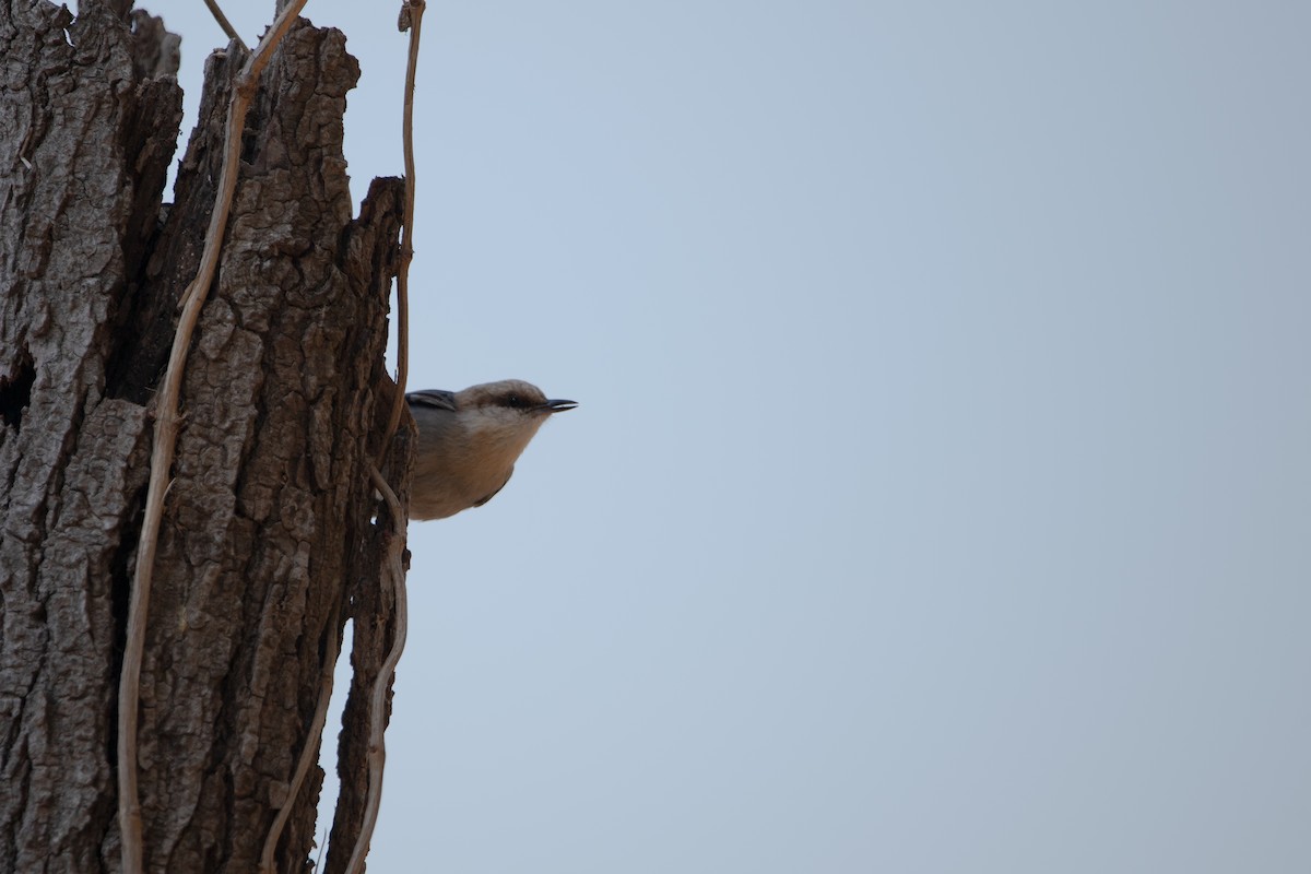 Brown-headed Nuthatch - ML632874478
