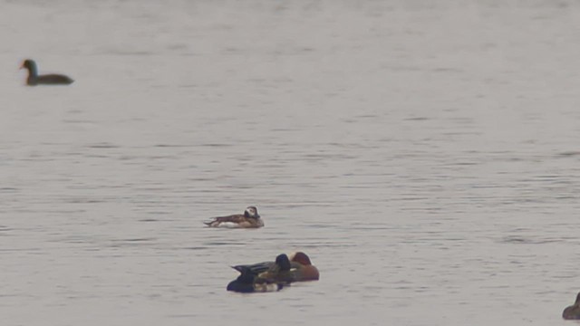 Long-tailed Duck - ML632874625