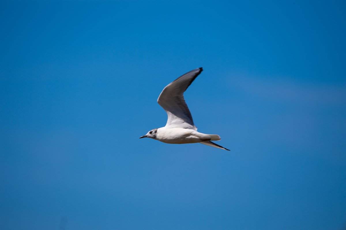 Bonaparte's Gull - ML632874636