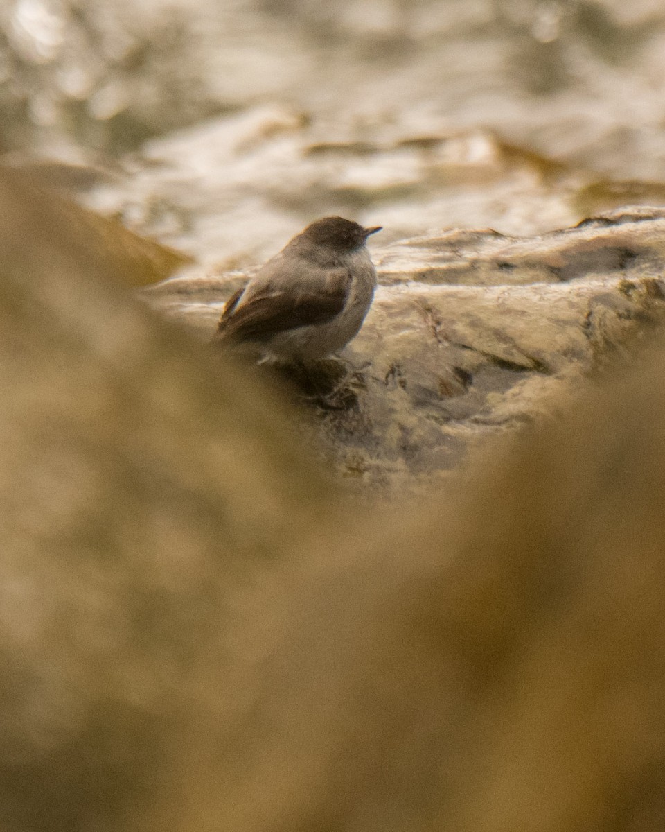 Torrent Tyrannulet - ML632874638