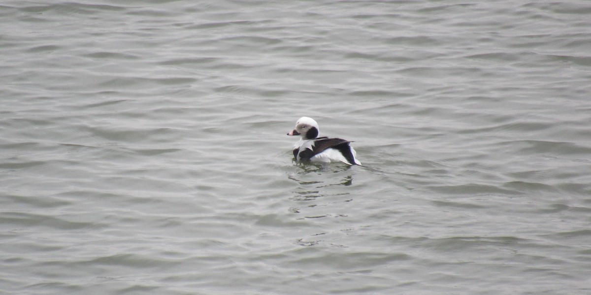 Long-tailed Duck - ML632874773
