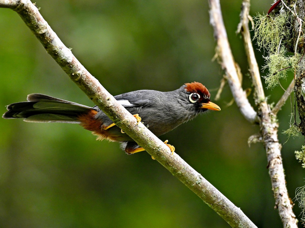 Chestnut-capped Laughingthrush - ML632874777
