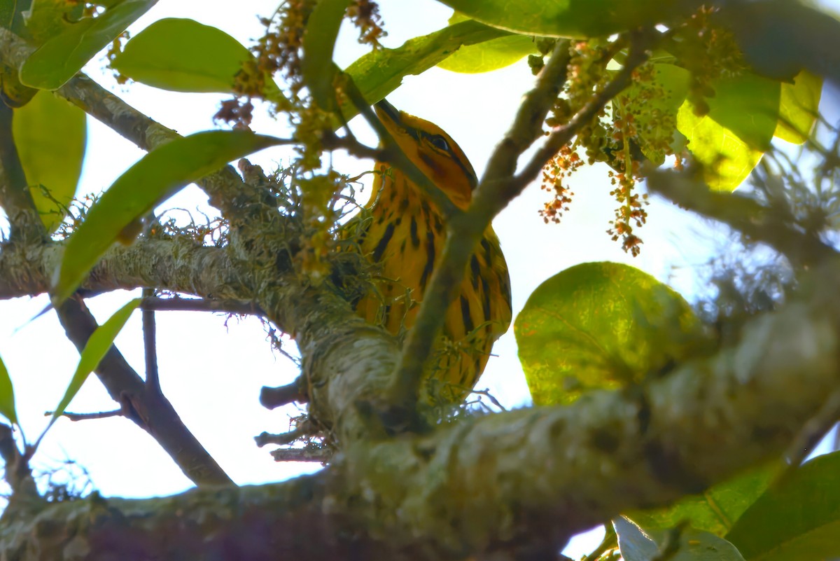 Cape May Warbler - ML632874847