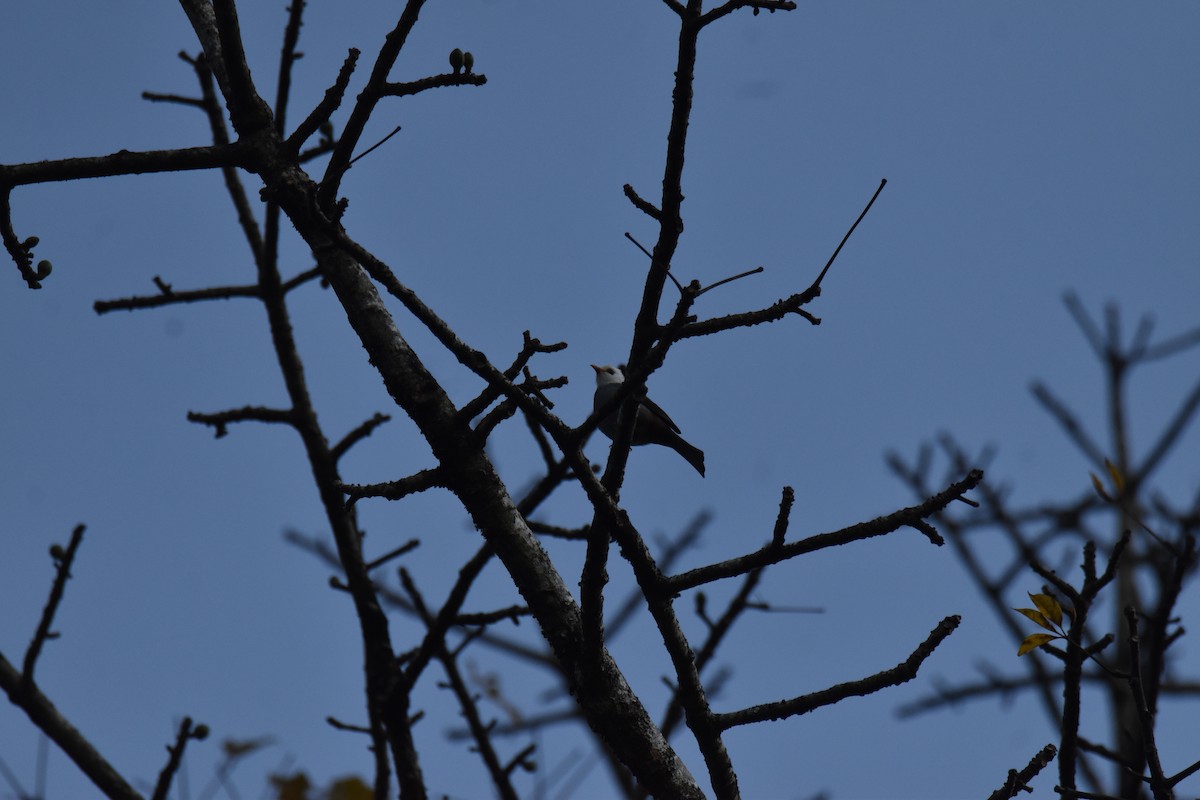 White-headed Bulbul - ML632874861