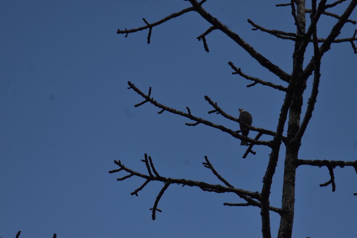 White-headed Bulbul - ML632874868
