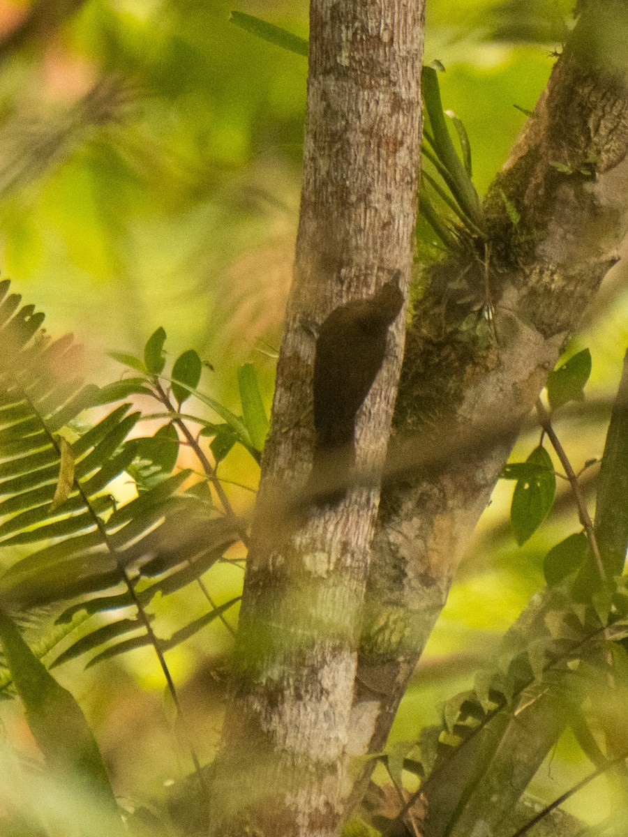 Plain-brown Woodcreeper - ML632874977