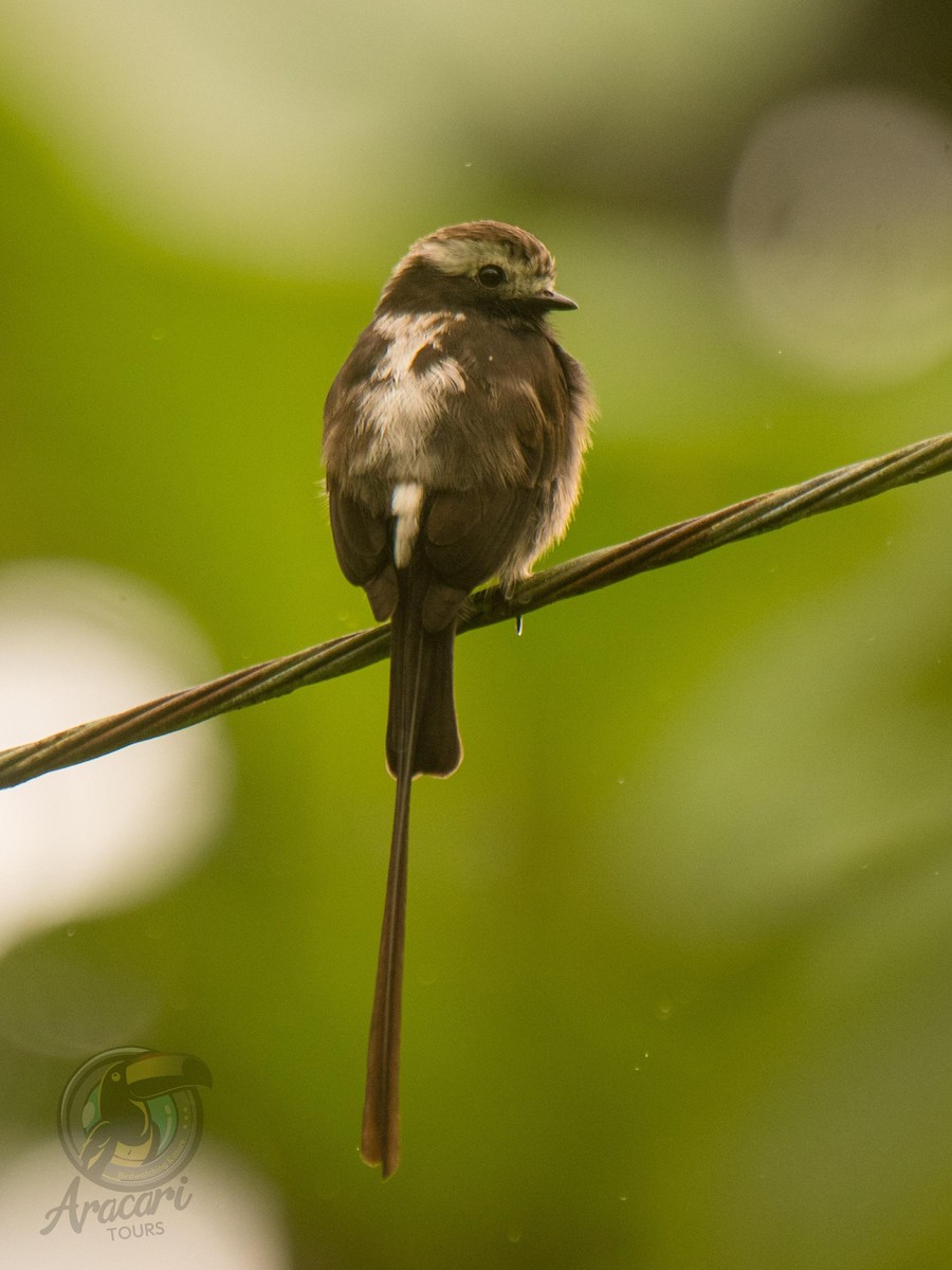 Long-tailed Tyrant - ML632875006