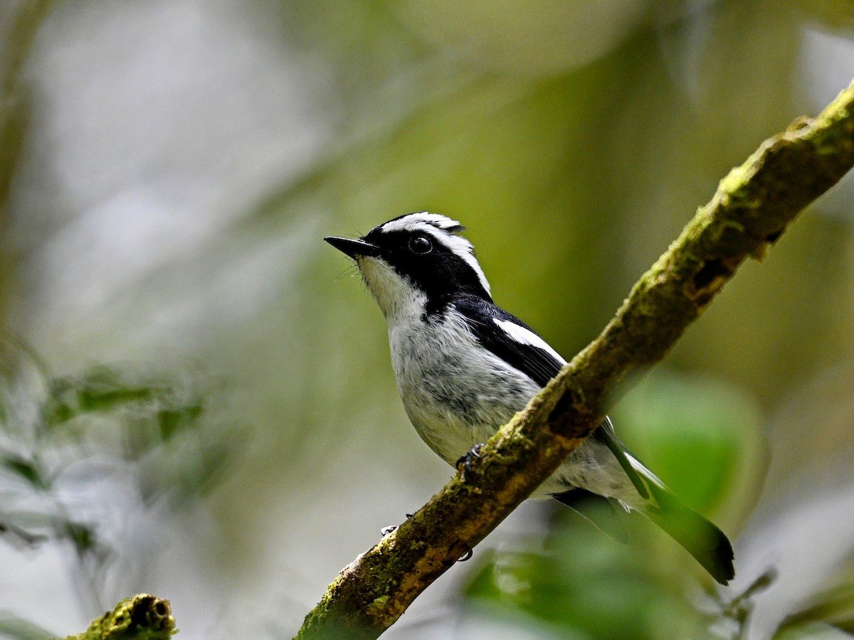 Little Pied Flycatcher - ML632875032