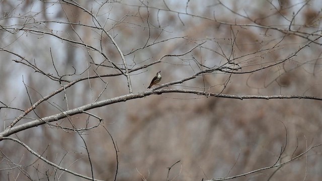 Paruline hochequeue - ML632875110