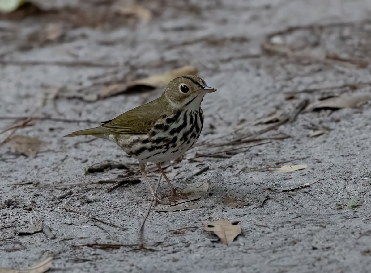 Ovenbird - ML632875367