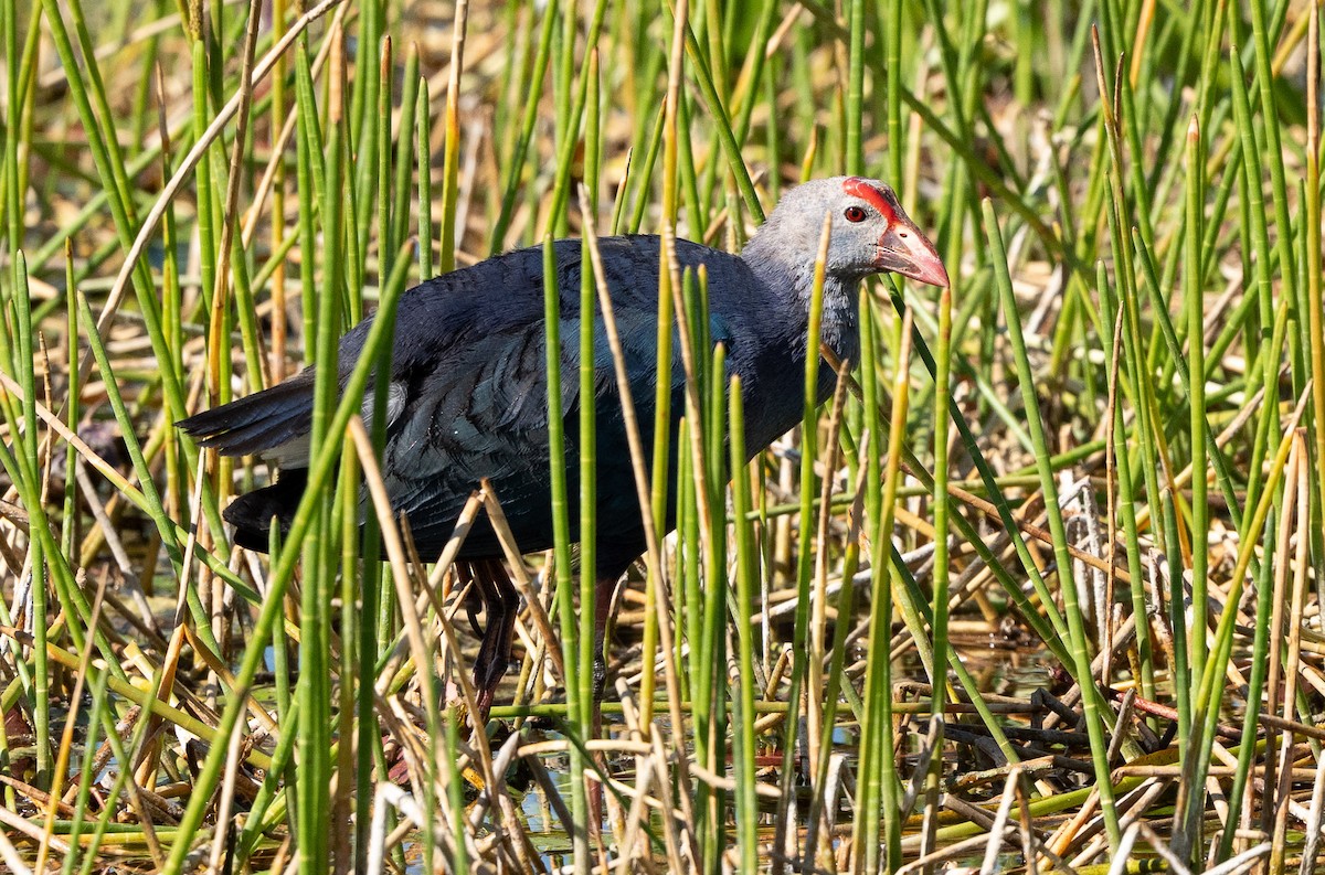 Gray-headed Swamphen - ML632875466