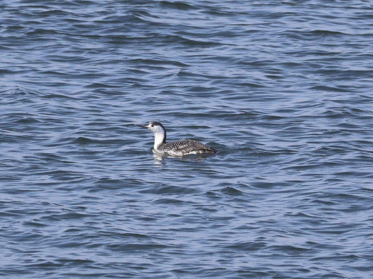Aliota txikia - ML632875489