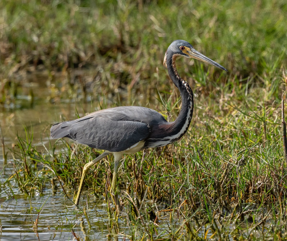Tricolored Heron - ML632875605