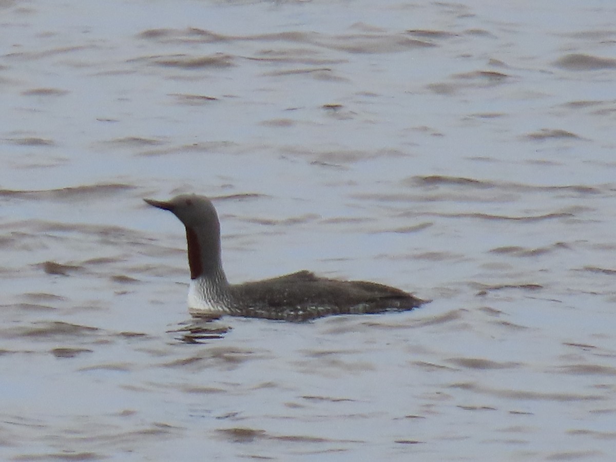 Red-throated Loon - ML632875686