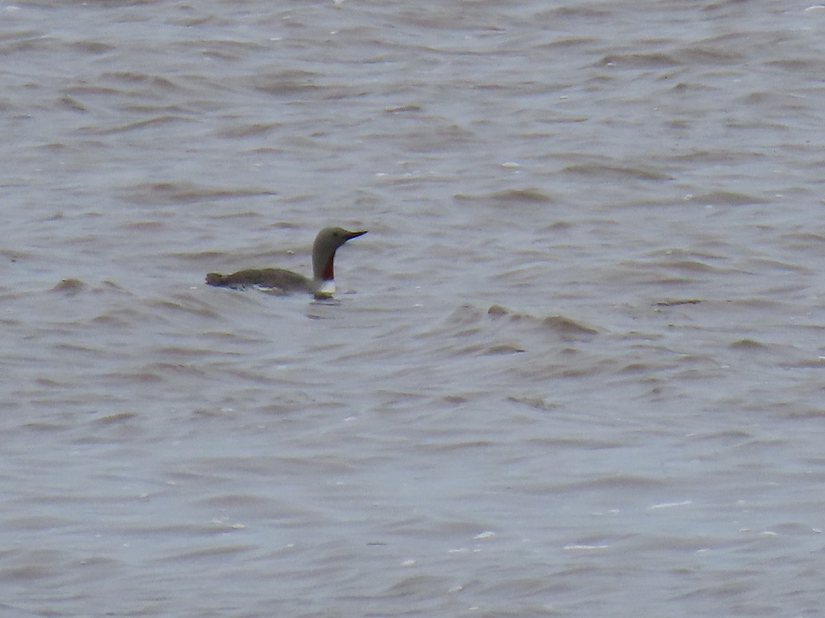 Red-throated Loon - ML632875687