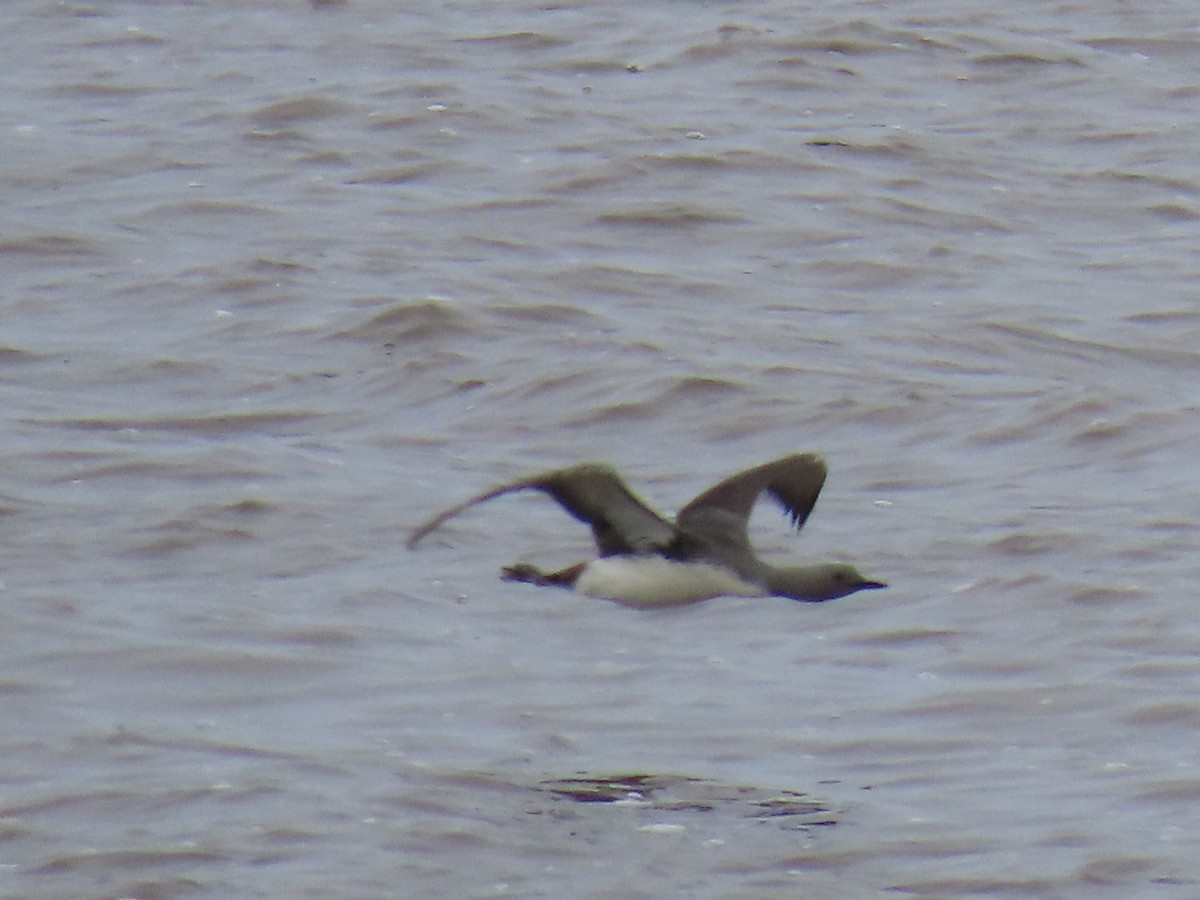 Red-throated Loon - ML632875688