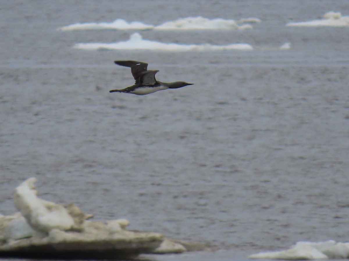 Red-throated Loon - ML632875689