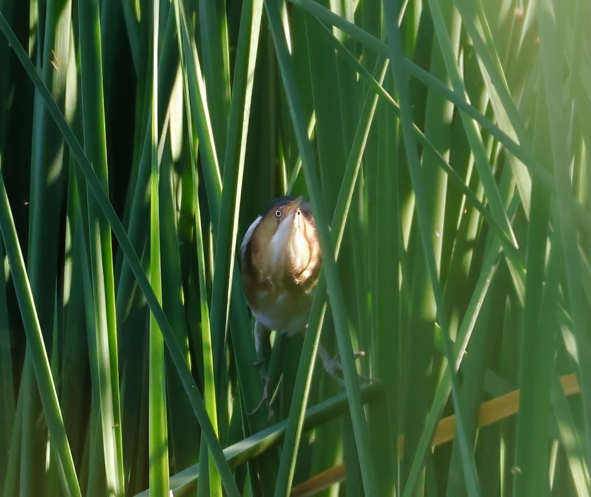 Least Bittern - Adam Dudley