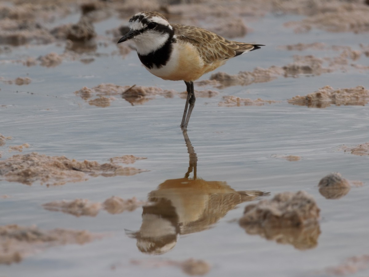 Madagascar Plover - ML632875863