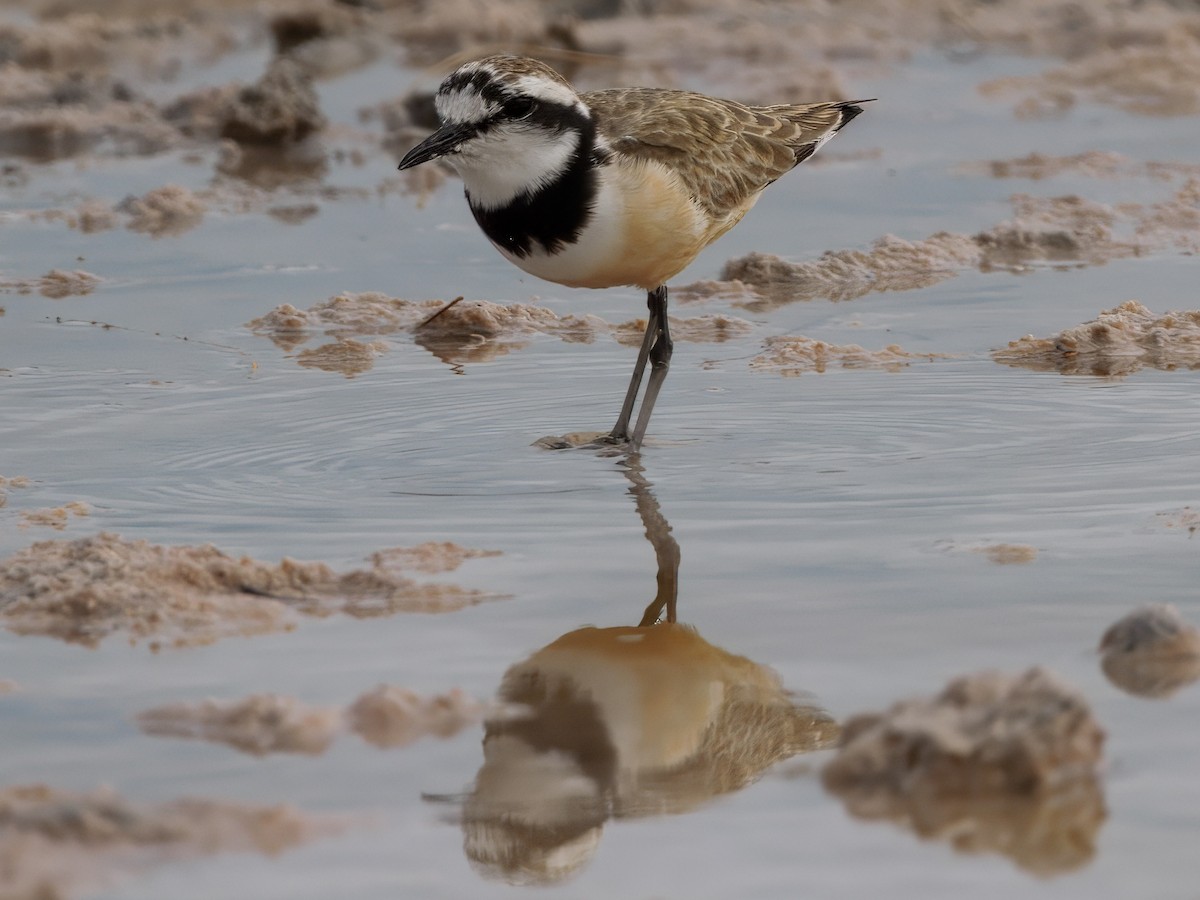 Madagascar Plover - ML632875865