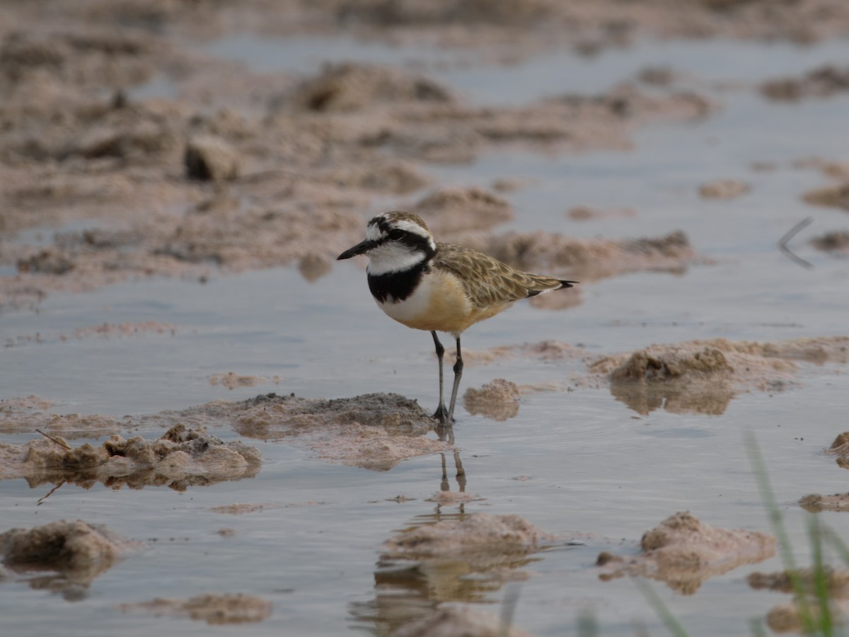 Madagascar Plover - ML632875868