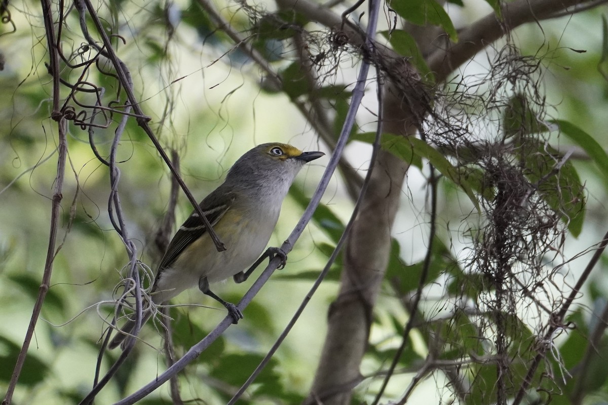 White-eyed Vireo - ML632875884