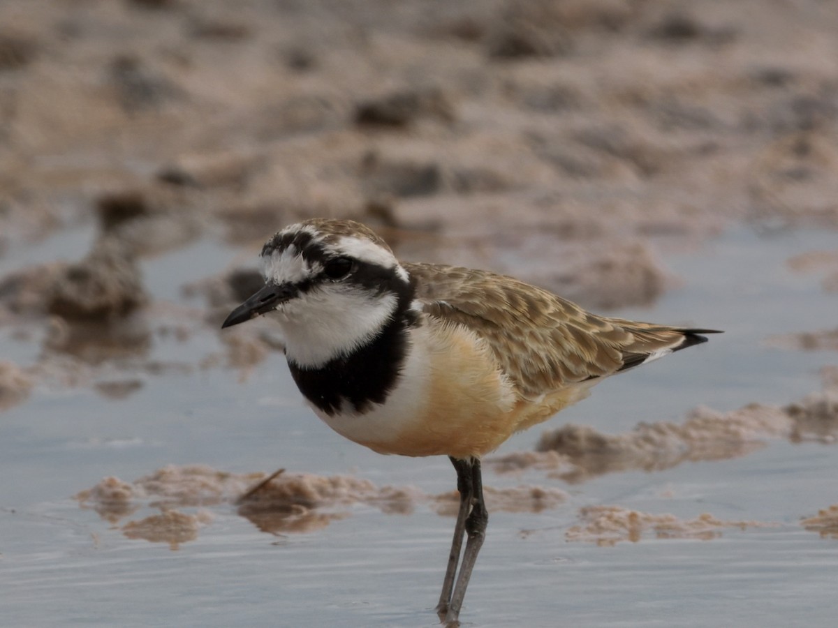 Madagascar Plover - ML632876109