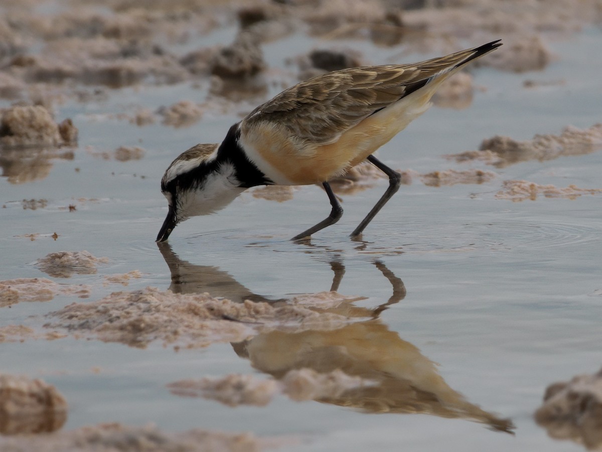 Madagascar Plover - ML632876110