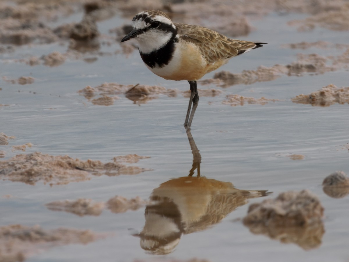 Madagascar Plover - ML632876111