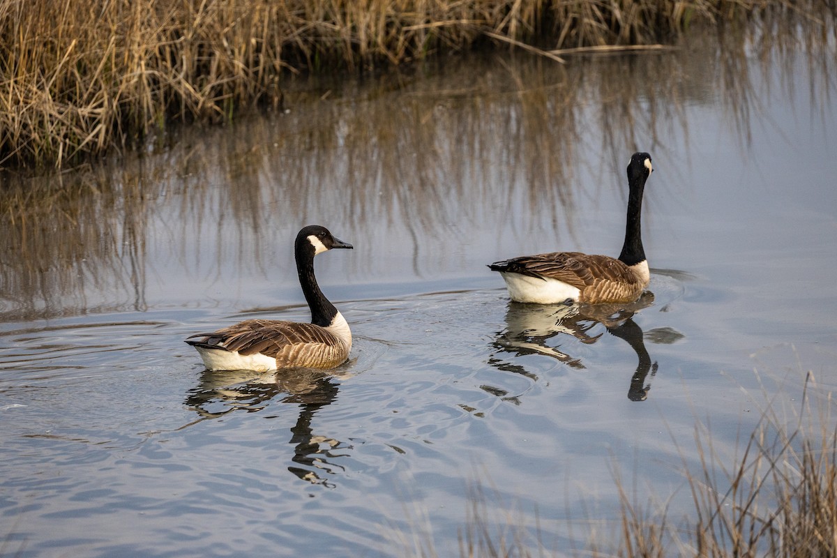 Canada Goose - ML632876153
