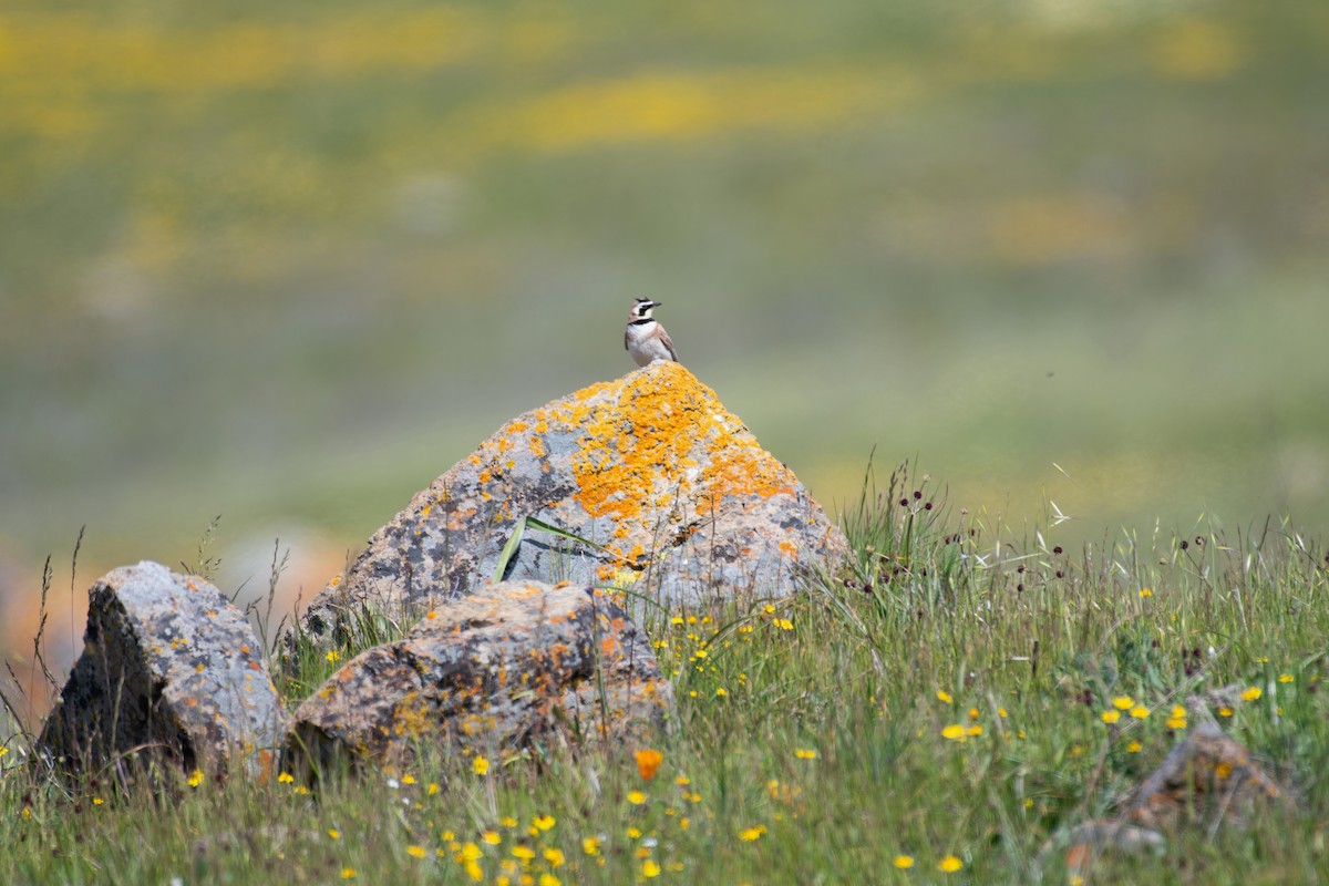 Horned Lark - ML632876209