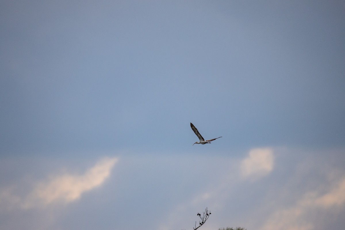 White Ibis - ML632876216