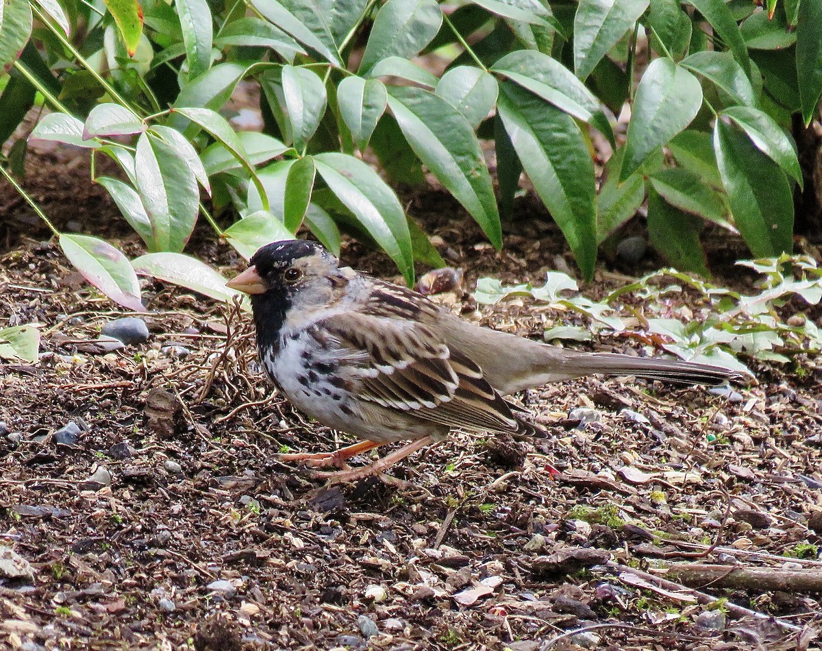 Harris's Sparrow - ML632876378