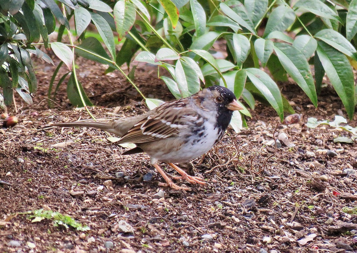 Harris's Sparrow - ML632876379
